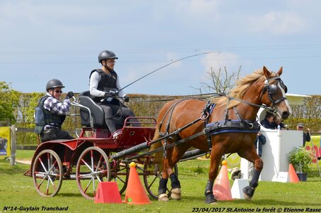 2017-04-23 CCA Saint Antoine la Forêt - Clubs et SHF, 14-DSC_5330