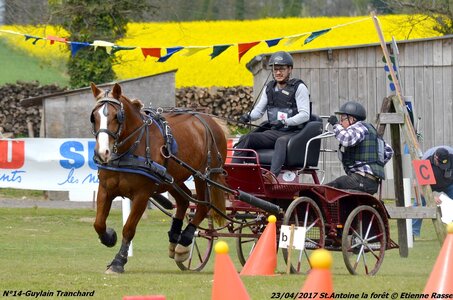2017-04-23 CCA Saint Antoine la Forêt - Clubs et SHF, 14-DSC_5334