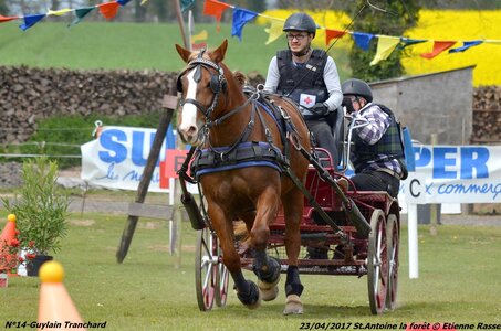 2017-04-23 CCA Saint Antoine la Forêt - Clubs et SHF, 14-DSC_5337