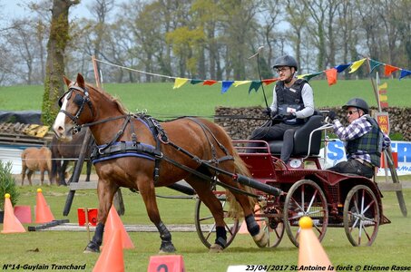 2017-04-23 CCA Saint Antoine la Forêt - Clubs et SHF, 14-DSC_5338