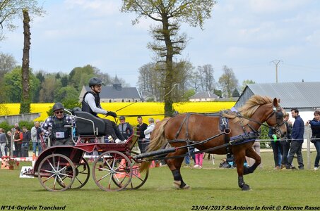 2017-04-23 CCA Saint Antoine la Forêt - Clubs et SHF, 14-DSC_5341