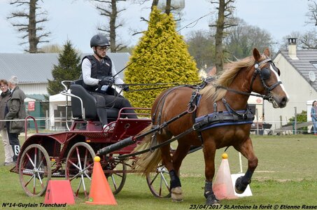 2017-04-23 CCA Saint Antoine la Forêt - Clubs et SHF, 14-DSC_5342