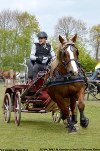 2017-04-23 CCA Saint Antoine la Forêt - Clubs et SHF, 14-DSC_5343