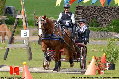 2017-04-23 CCA Saint Antoine la Forêt - Clubs et SHF, 14-DSC_5355