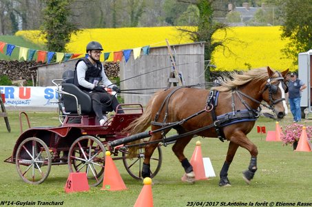 2017-04-23 CCA Saint Antoine la Forêt - Clubs et SHF, 14-DSC_5359