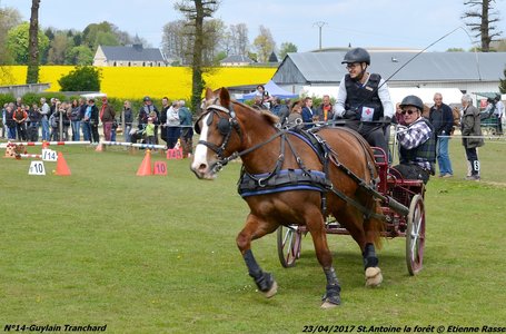 2017-04-23 CCA Saint Antoine la Forêt - Clubs et SHF, 14-DSC_5360