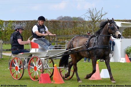 2017-04-23 CCA Saint Antoine la Forêt - Clubs et SHF, 15-DSC_5310