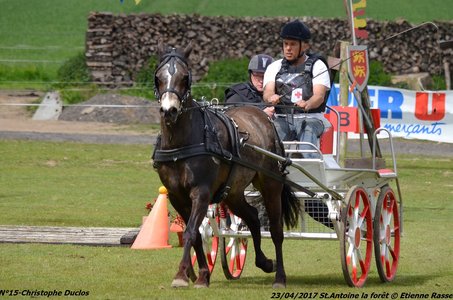 2017-04-23 CCA Saint Antoine la Forêt - Clubs et SHF, 15-DSC_5312