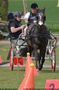 2017-04-23 CCA Saint Antoine la Forêt - Clubs et SHF, 15-DSC_5323