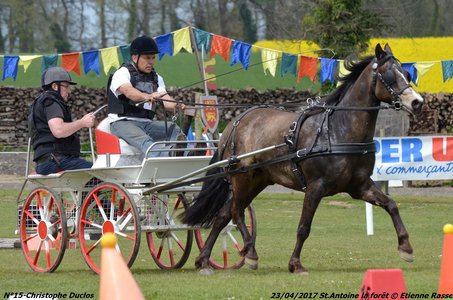 2017-04-23 CCA Saint Antoine la Forêt - Clubs et SHF, 15-DSC_5326