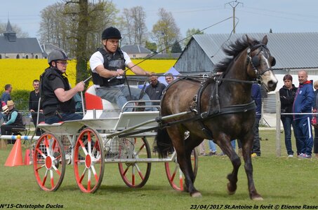 2017-04-23 CCA Saint Antoine la Forêt - Clubs et SHF, 15-DSC_5327