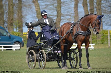 2017-04-23 CCA Saint Antoine la Forêt - Clubs et SHF, 16-DSC_5137