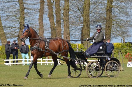 2017-04-23 CCA Saint Antoine la Forêt - Clubs et SHF, 16-DSC_5139