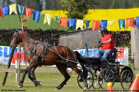 2017-04-23 CCA Saint Antoine la Forêt - Clubs et SHF, 16-DSC_6178