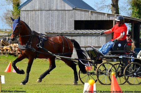 2017-04-23 CCA Saint Antoine la Forêt - Clubs et SHF, 16-DSC_6180