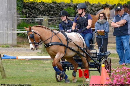 2017-04-23 CCA Saint Antoine la Forêt - Clubs et SHF, 17-DSC_5364