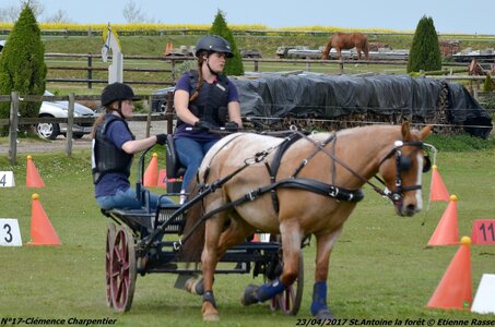 2017-04-23 CCA Saint Antoine la Forêt - Clubs et SHF, 17-DSC_5373