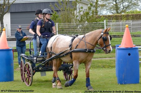 2017-04-23 CCA Saint Antoine la Forêt - Clubs et SHF, 17-DSC_5378