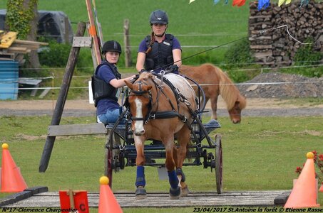 2017-04-23 CCA Saint Antoine la Forêt - Clubs et SHF, 17-DSC_5382