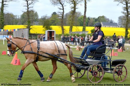 2017-04-23 CCA Saint Antoine la Forêt - Clubs et SHF, 17-DSC_5389