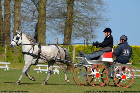 2017-04-23 CCA Saint Antoine la Forêt - Clubs et SHF, 18-DSC_5043