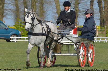 2017-04-23 CCA Saint Antoine la Forêt - Clubs et SHF, 18-DSC_5050