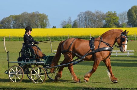 2017-04-23 CCA Saint Antoine la Forêt - Clubs et SHF, 19-DSC_4986