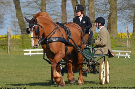 2017-04-23 CCA Saint Antoine la Forêt - Clubs et SHF, 19-DSC_4990