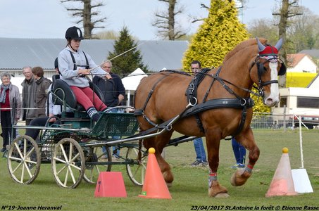 2017-04-23 CCA Saint Antoine la Forêt - Clubs et SHF, 19-DSC_5489