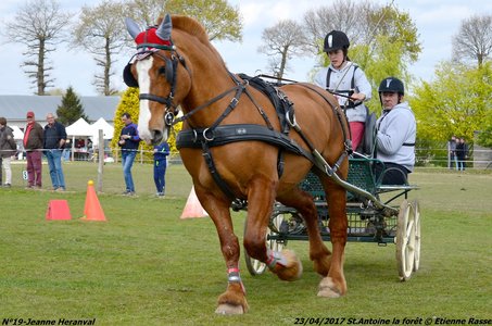 2017-04-23 CCA Saint Antoine la Forêt - Clubs et SHF, 19-DSC_5490