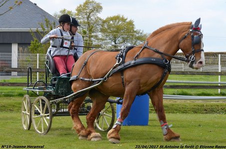 2017-04-23 CCA Saint Antoine la Forêt - Clubs et SHF, 19-DSC_5495