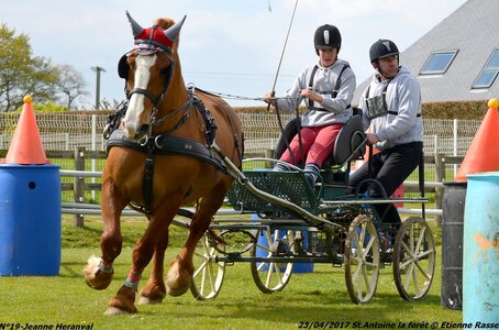 2017-04-23 CCA Saint Antoine la Forêt - Clubs et SHF, 19-DSC_5503