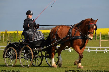 2017-04-23 CCA Saint Antoine la Forêt - Clubs et SHF, 20-DSC_4967