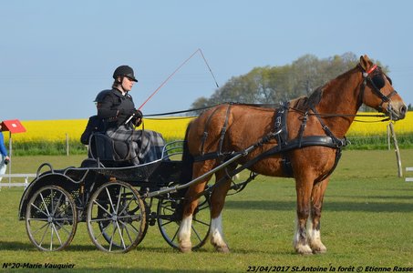 2017-04-23 CCA Saint Antoine la Forêt - Clubs et SHF, 20-DSC_4976