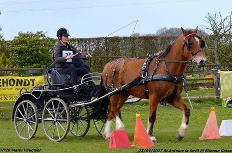 2017-04-23 CCA Saint Antoine la Forêt - Clubs et SHF, 20-DSC_5417