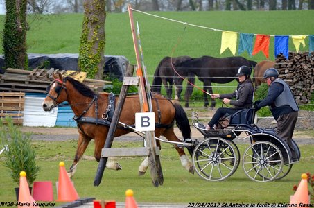 2017-04-23 CCA Saint Antoine la Forêt - Clubs et SHF, 20-DSC_5419