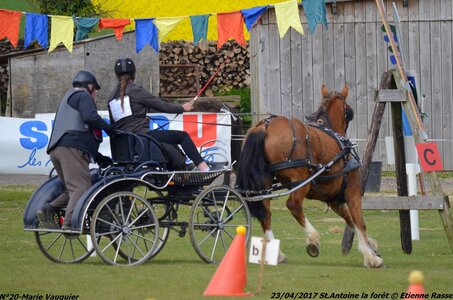 2017-04-23 CCA Saint Antoine la Forêt - Clubs et SHF, 20-DSC_5421