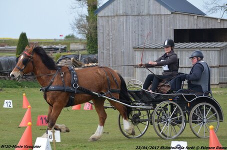 2017-04-23 CCA Saint Antoine la Forêt - Clubs et SHF, 20-DSC_5423