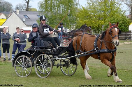2017-04-23 CCA Saint Antoine la Forêt - Clubs et SHF, 20-DSC_5426