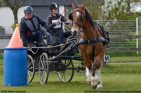 2017-04-23 CCA Saint Antoine la Forêt - Clubs et SHF, 20-DSC_5430