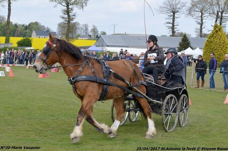 2017-04-23 CCA Saint Antoine la Forêt - Clubs et SHF, 20-DSC_5448