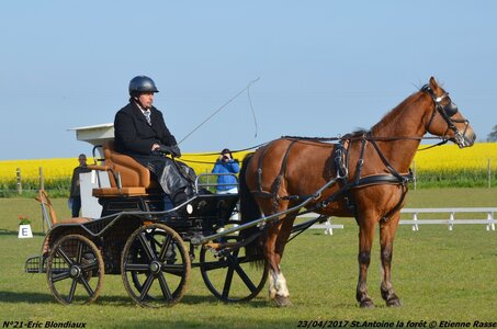 2017-04-23 CCA Saint Antoine la Forêt - Clubs et SHF, 21-DSC_4985