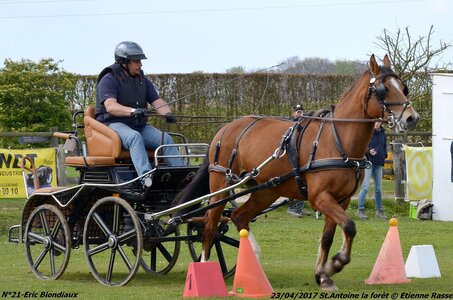 2017-04-23 CCA Saint Antoine la Forêt - Clubs et SHF, 21-DSC_5453