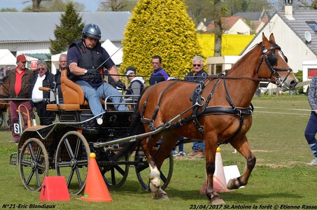 2017-04-23 CCA Saint Antoine la Forêt - Clubs et SHF, 21-DSC_5456