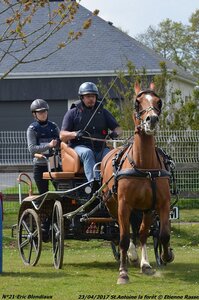 2017-04-23 CCA Saint Antoine la Forêt - Clubs et SHF, 21-DSC_5458