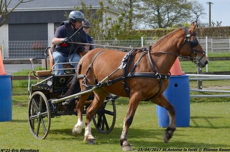2017-04-23 CCA Saint Antoine la Forêt - Clubs et SHF, 21-DSC_5461