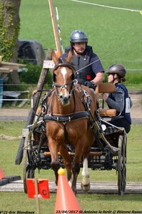 2017-04-23 CCA Saint Antoine la Forêt - Clubs et SHF, 21-DSC_5467
