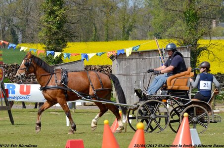 2017-04-23 CCA Saint Antoine la Forêt - Clubs et SHF, 21-DSC_5470