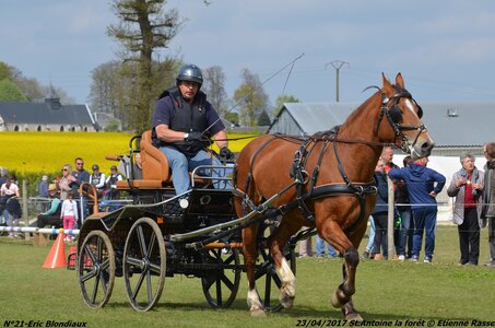 2017-04-23 CCA Saint Antoine la Forêt - Clubs et SHF, 21-DSC_5472