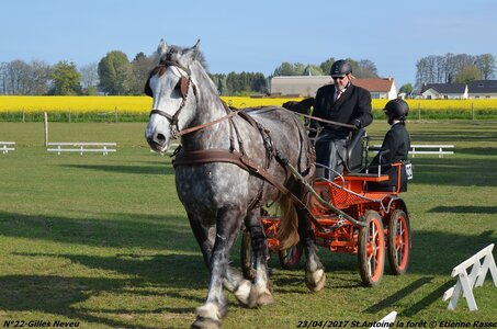 2017-04-23 CCA Saint Antoine la Forêt - Clubs et SHF, 22-DSC_4995